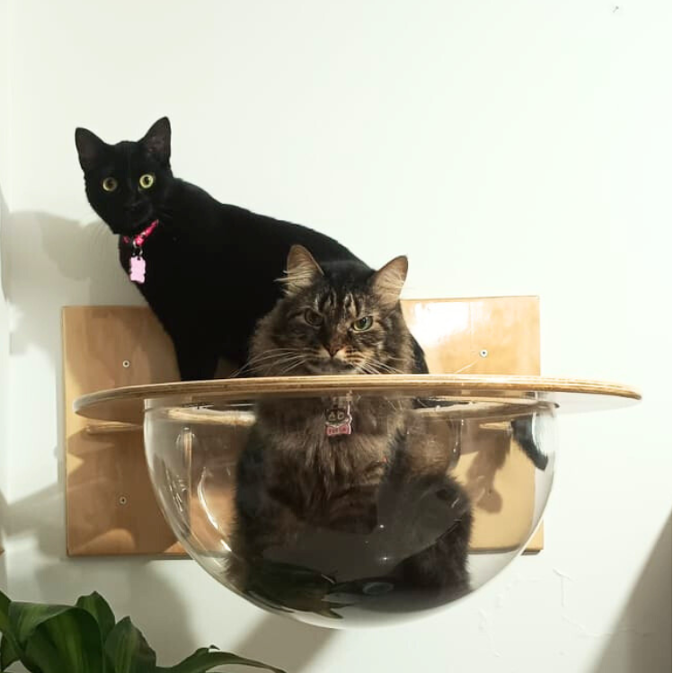 Repisa Para Gatos Con Domo Grande En Pino