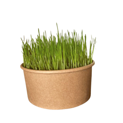 Pasto Natural para Mascotas Digestión Saludable