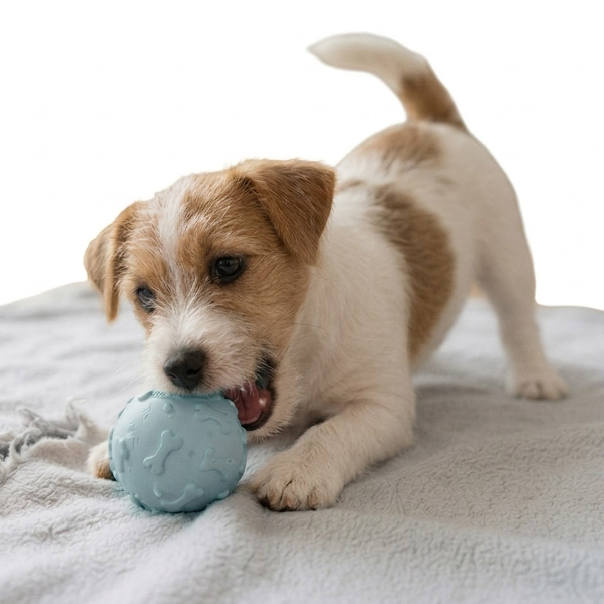 Pelotas Interactivas Perro Gato